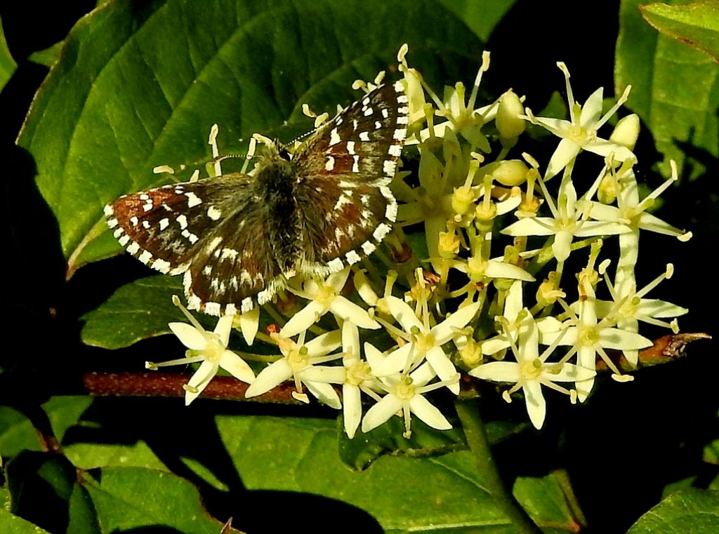 Pyrgus malvae? No, Pyrgus malvoides, Hesperiidae